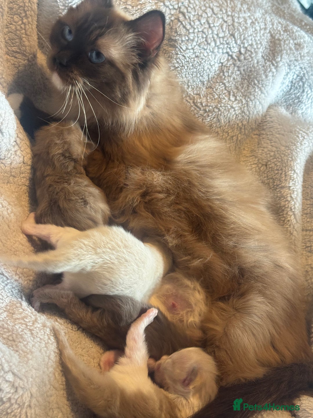 Ragdoll cats for sale: Rare Cherubim ragdolls lilac mink sepia smoke  - Image 7