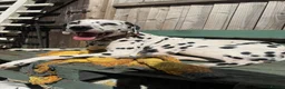 Dalmatian dogs for sale: Purdy  - Advert 4