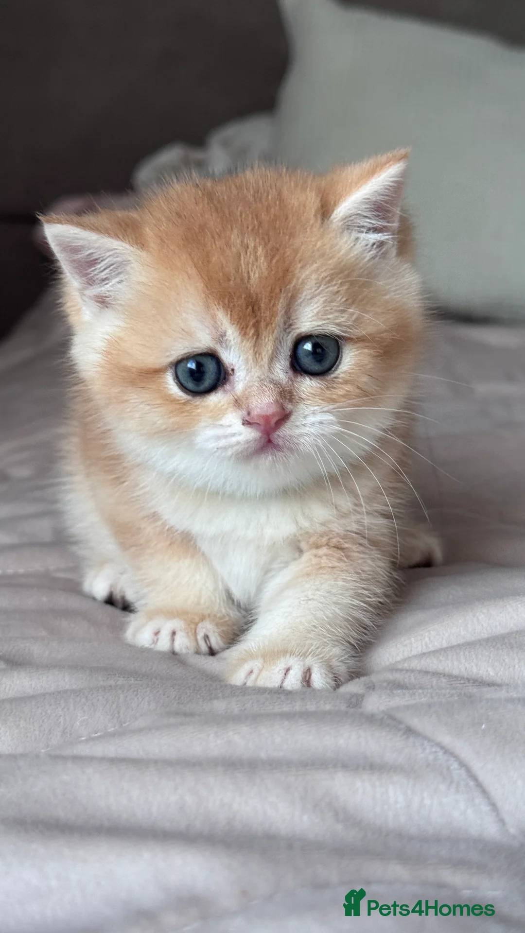 British Shorthair cats for sale: Adorable GCCF BSH BY12 NY12Chocolate Gold kittens  - Advert 22