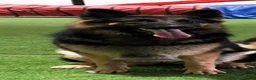 German Shepherd dogs for sale: A Healthy litter of 5 German Shepherds  - Advert 2
