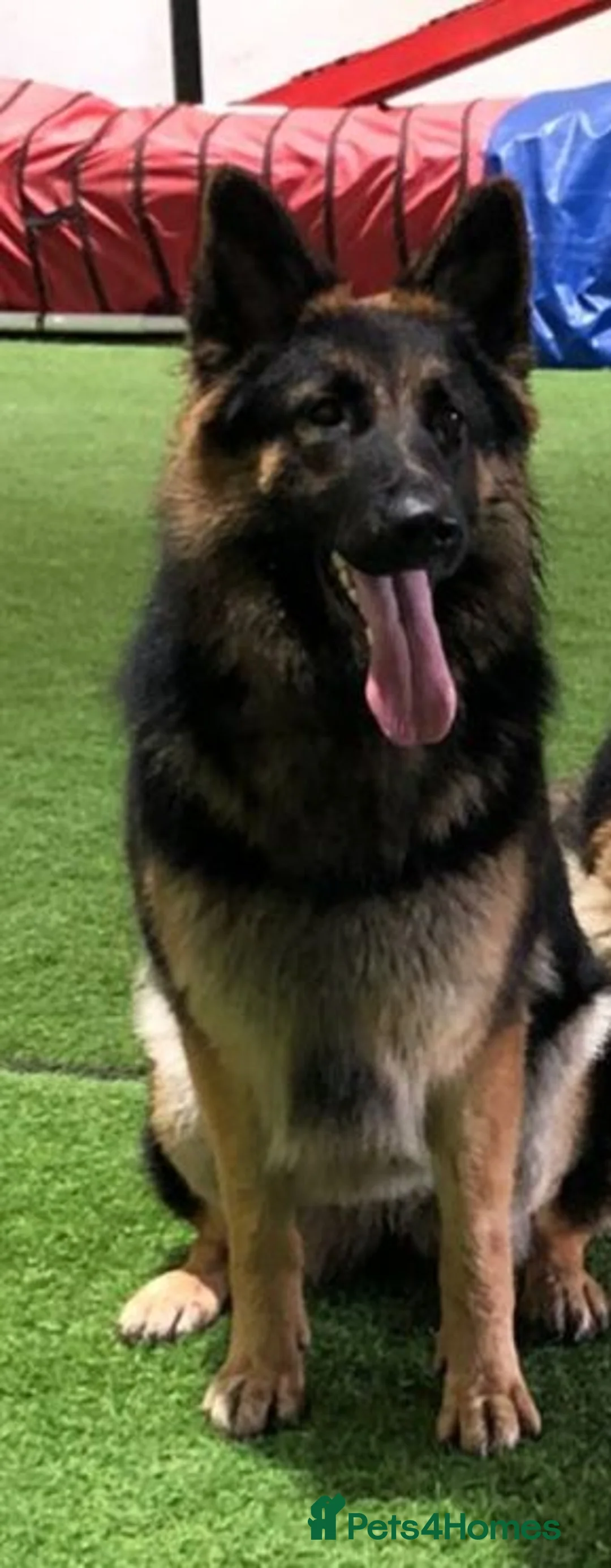 German Shepherd dogs for sale: A Healthy litter of 5 German Shepherds  - Advert 2