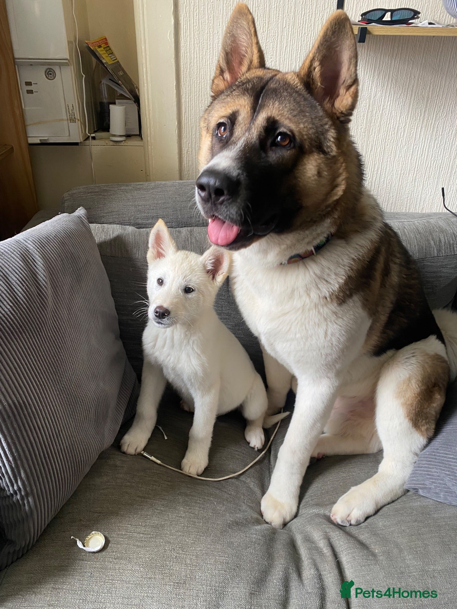 Akita dogs 3 year old male Akita ( Koda ) - Advert 2
