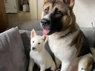 Akita dogs URGENT 3 year old male Akita ( Koda ) - Advert 15