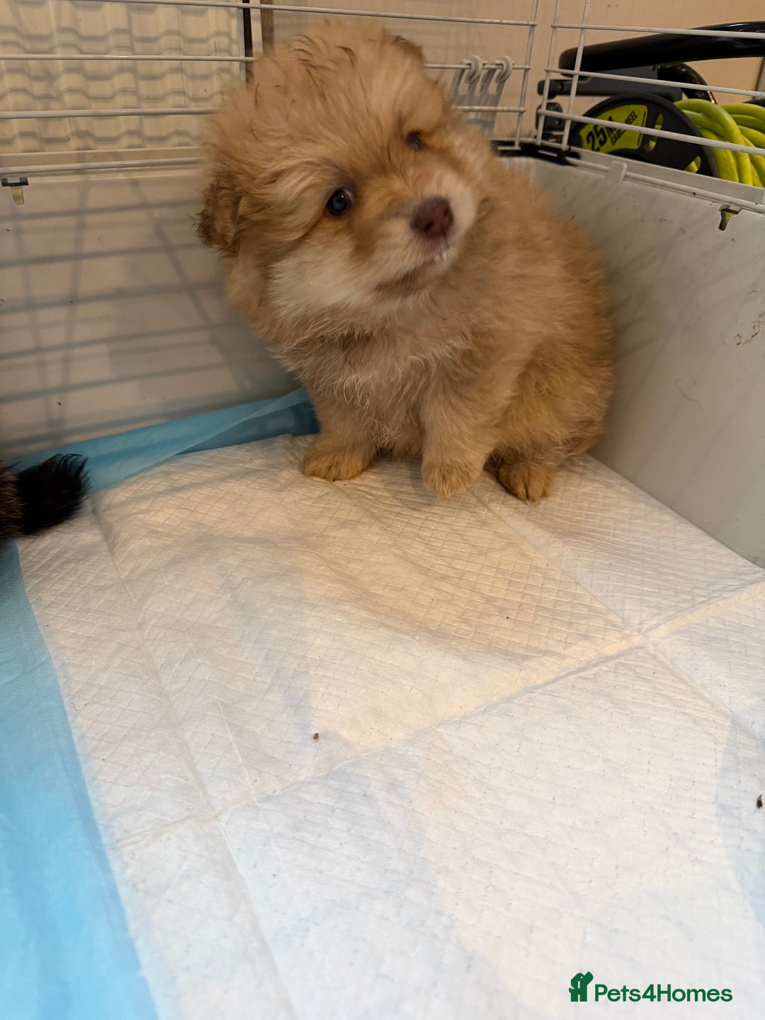 Pomeranian dogs for sale: Pomeranian puppy’s  - Advert 9