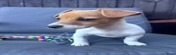 Jack Russell dogs for sale: 🐶 Beautiful Jack Russell Puppy for Sale 🐶 - Advert 2