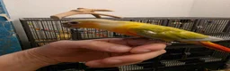 Conures birds for sale: Handreared Tame Conures - Advert 9