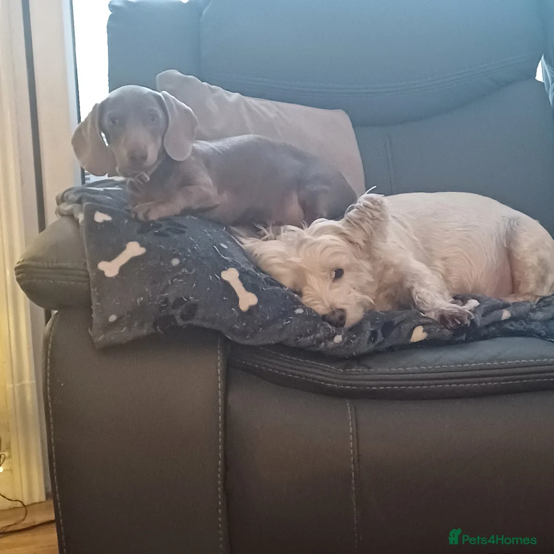 Dachshund dogs for sale: Isabella and Tan little girl dashound in Stockport - Advert 4