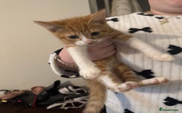 Mixed Breed cats for sale: Ready for new home - Image 5