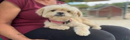 Mixed Breed dogs for adoption: Tinnie Winnie Valentina - Advert 8