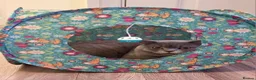 British Shorthair cats for stud: British Shorthair cat for stud  - Advert 6