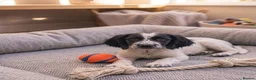 Cocker Spaniel dogs for sale: Cocker spaniel puppy in London - Advert 3