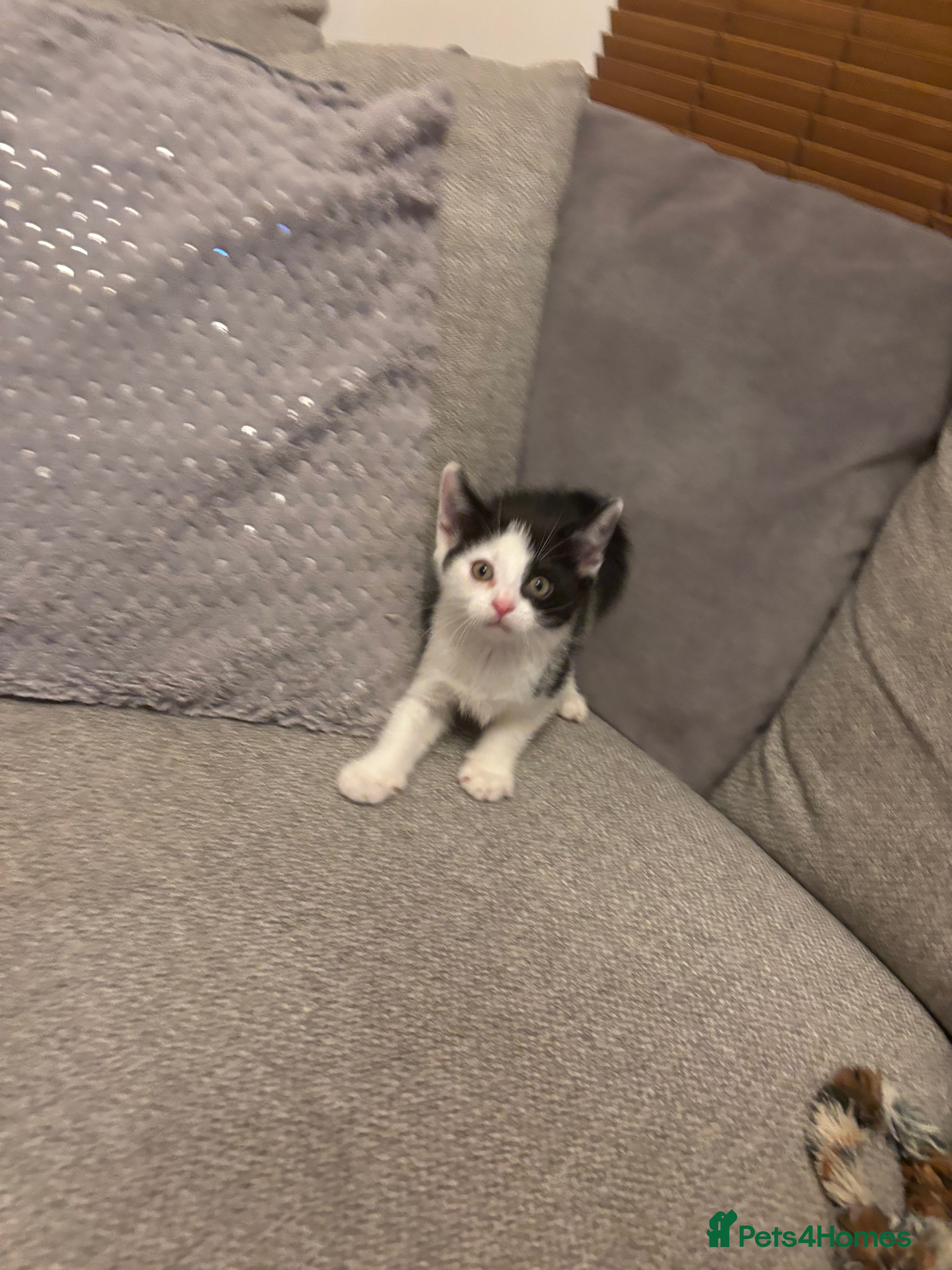 Mixed Breed cats Kitten stunning very affectionate mainecoon x 🐈 - Advert 1