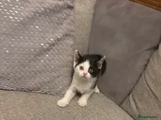 Mixed Breed cats Kitten stunning very affectionate mainecoon x 🐈 - Advert 1