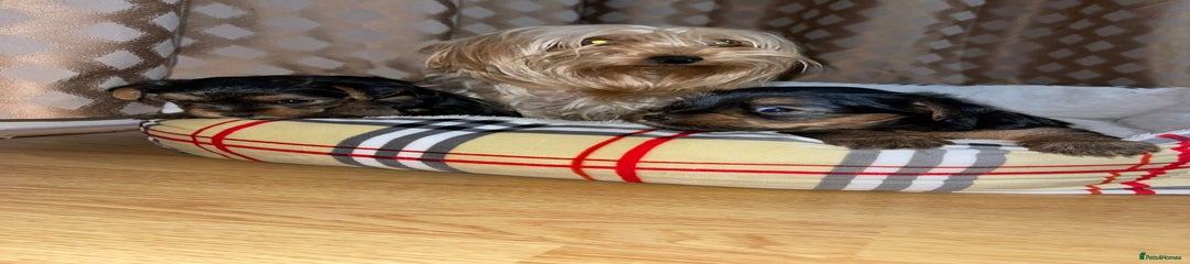 Yorkshire Terrier Puppy 1