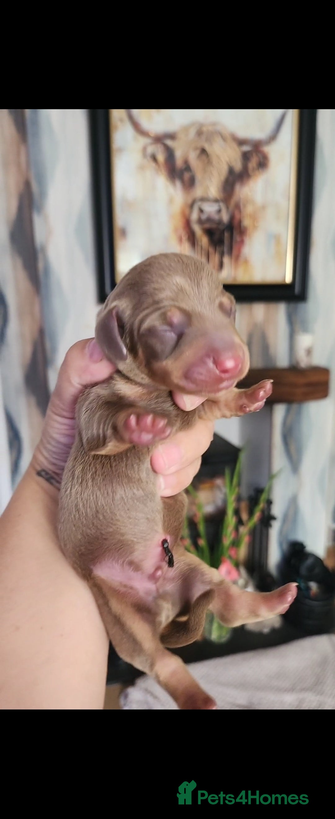 Miniature Dachshund dogs for sale: Chocolate and Tan mini dachshund  - Image 11