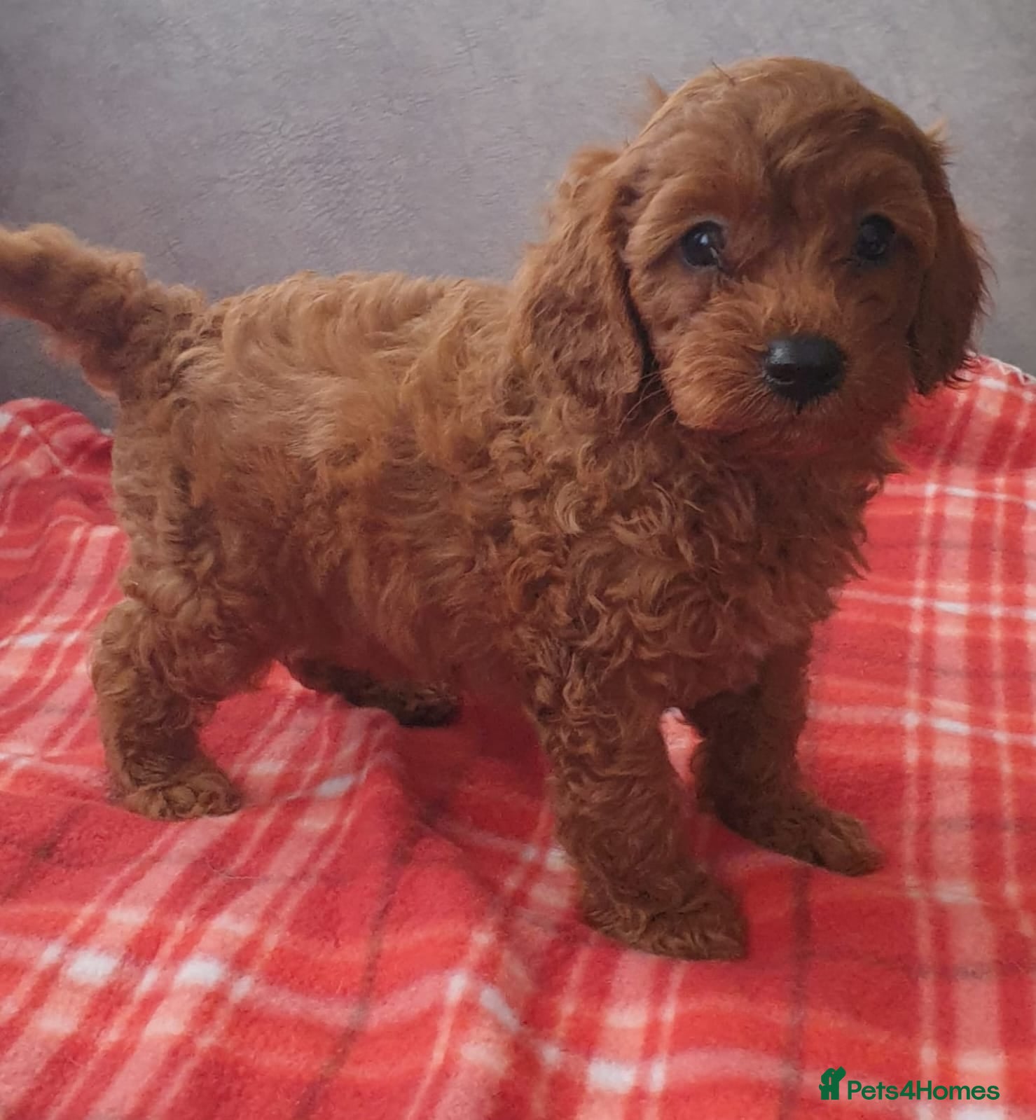 Cavapoo dogs F1bb extensively health tested caverpoo pups  - Advert 8