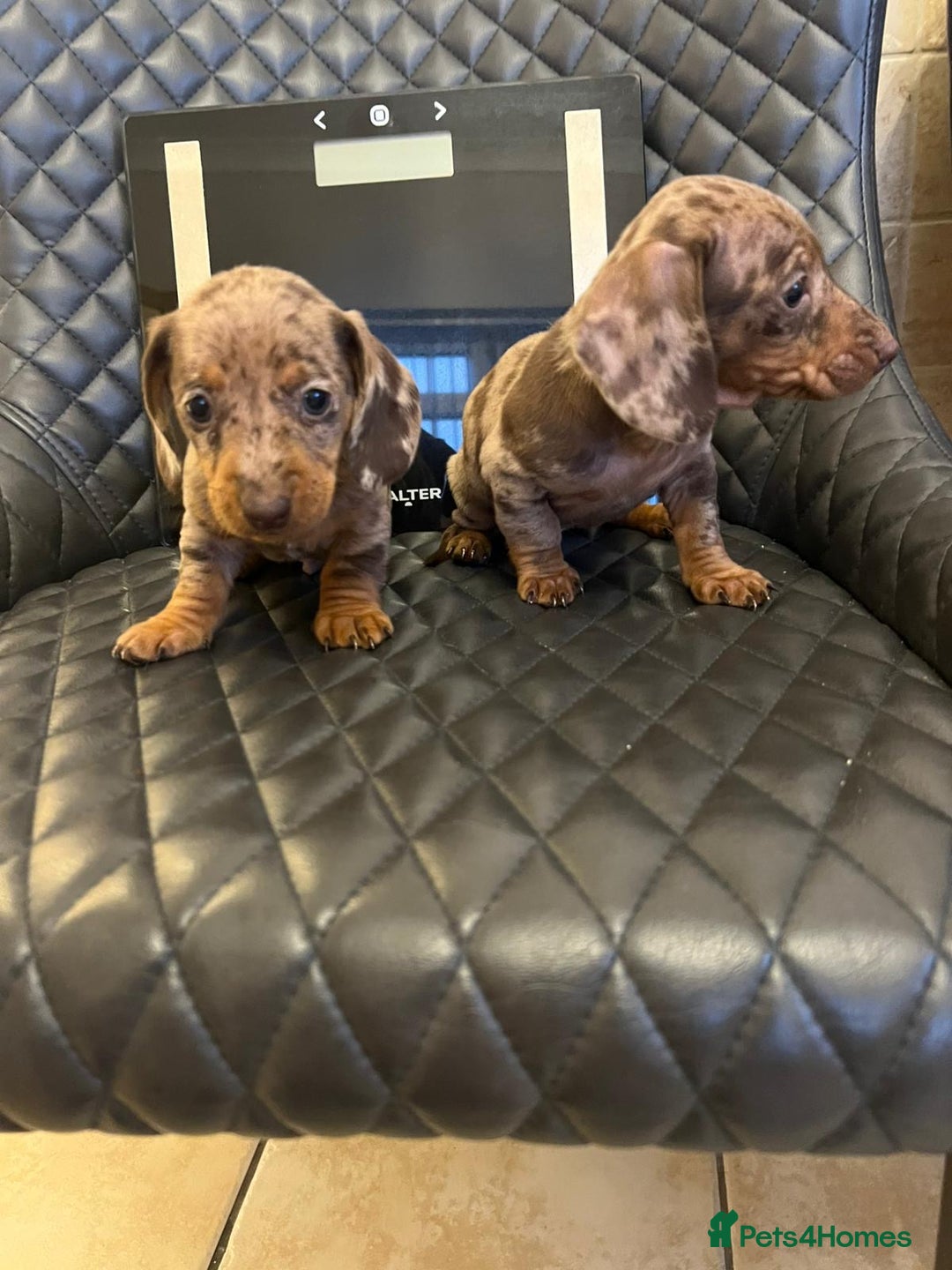 Dachshund dogs for sale: Dachshund puppies  - Advert 25