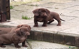 Dachshund dogs for sale: Min dachshund x teckel ( standered dachshund) - Image 1