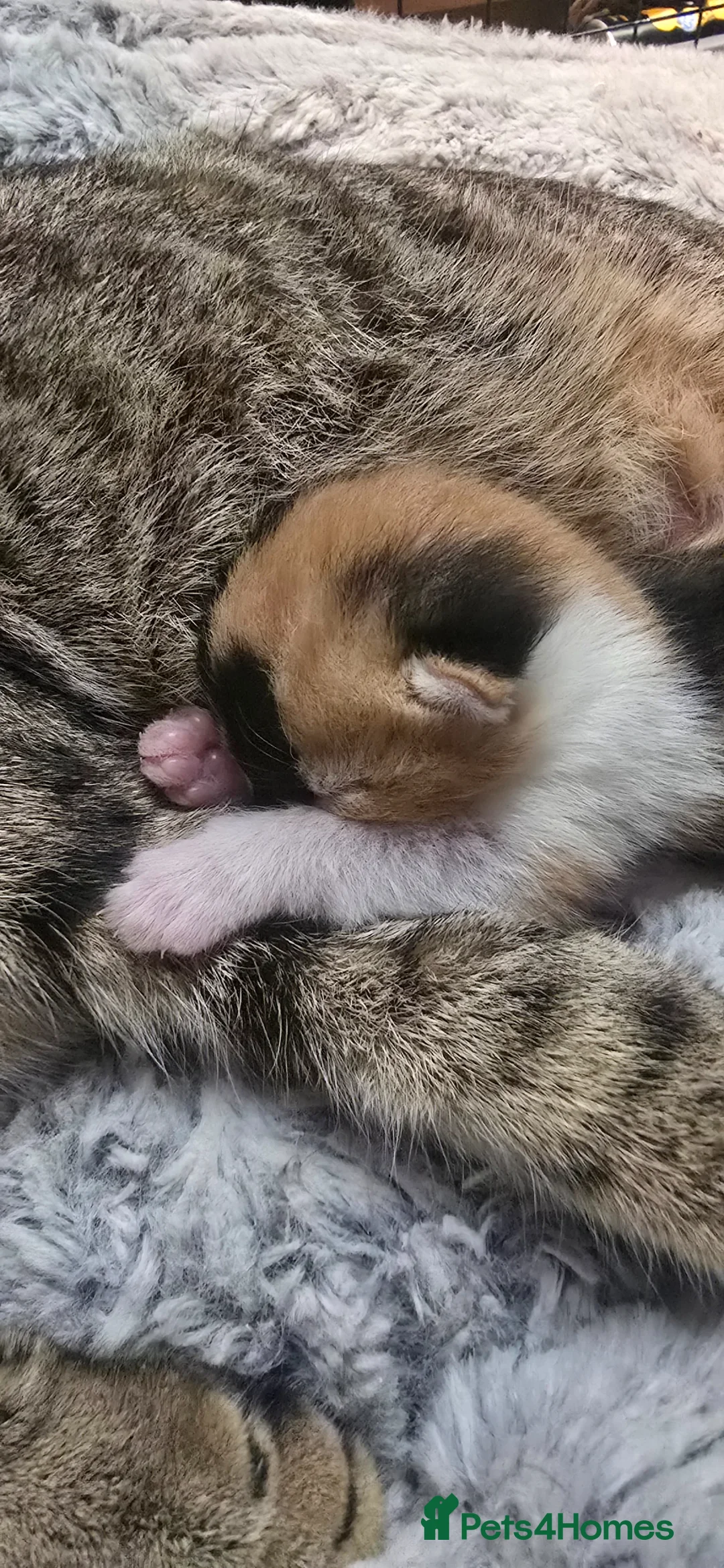 Domestic Shorthair cats for sale: 4 gorgeous kittens for sale in Burntwood - Advert 2