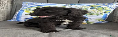 Cockapoo 1