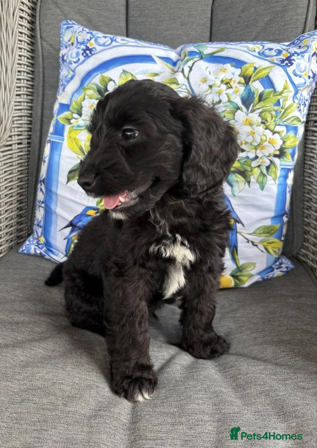 Cockapoo dogs for sale: Beautiful Cockapoo Puppies 1 Boy, 2 Girls - Advert 4