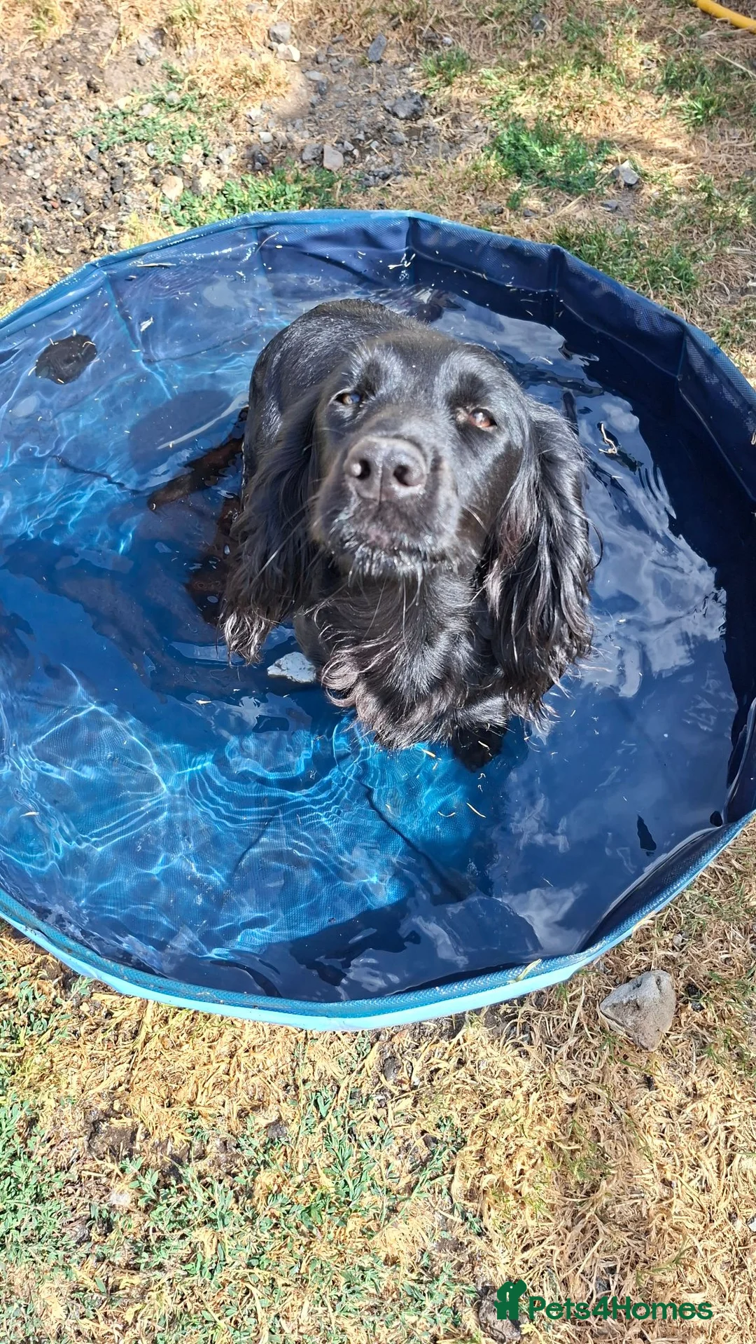 Cocker Spaniel dogs for sale: Cocker spaniel puppies  - Advert 2