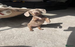 Miniature Dachshund dogs for sale: Female miniature dachshund - Image 4