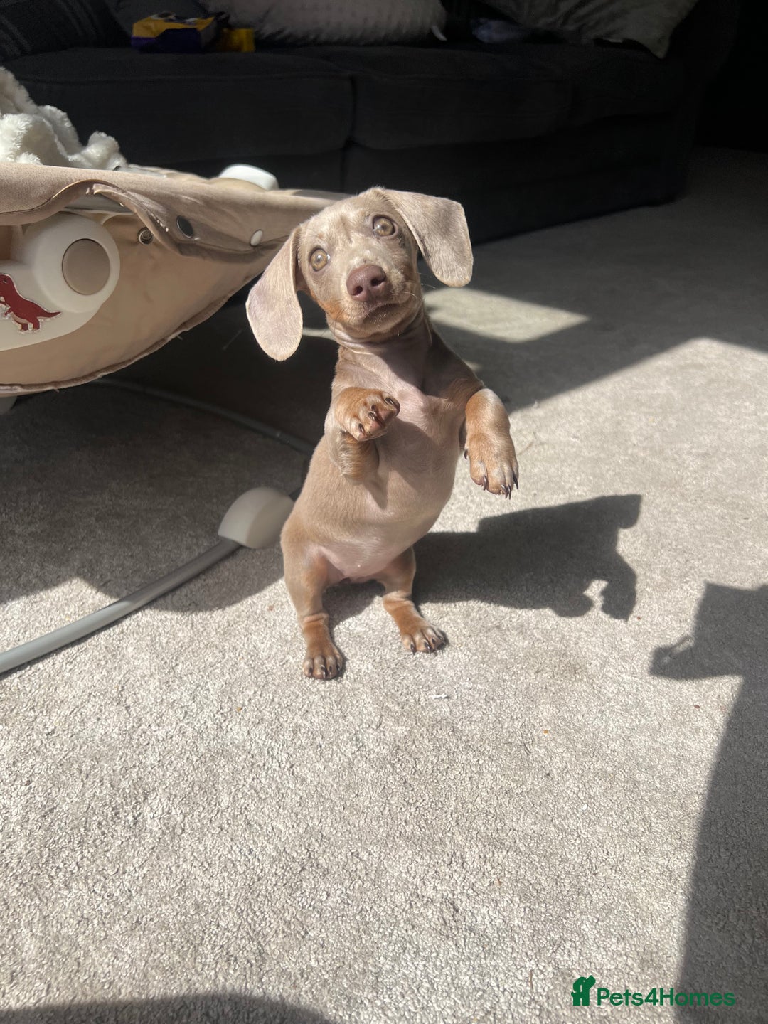 Miniature Dachshund dogs for sale: Female miniature dachshund - Image 4