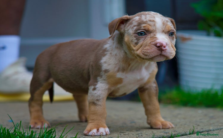 American Bully dogs - Advert 1