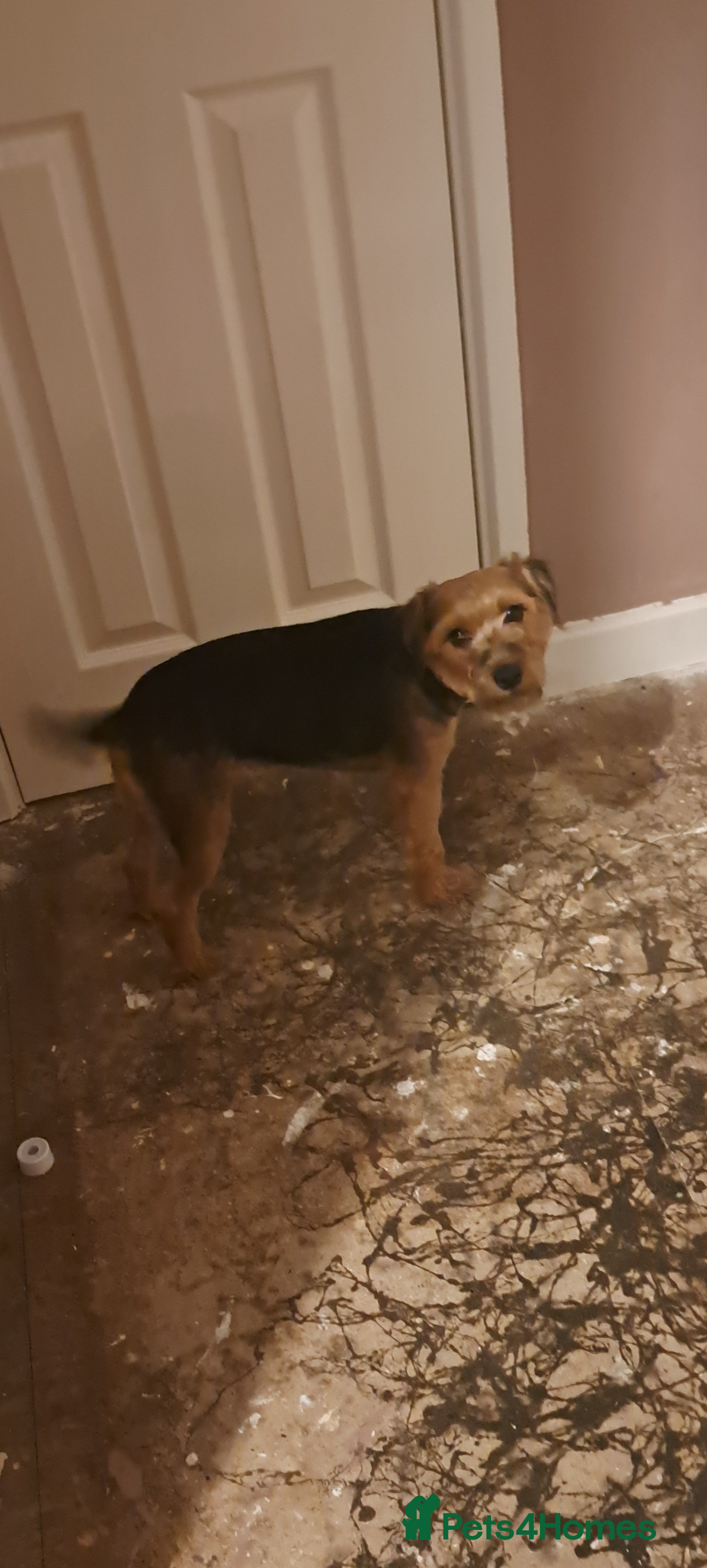 Mixed Breed dogs Beautiful jack Russell cross patterdale female  - Advert 1