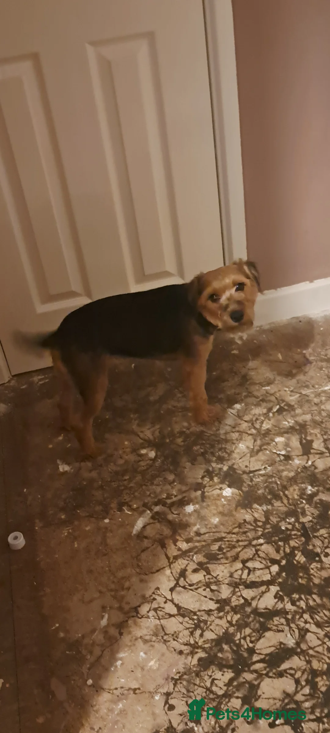 Mixed Breed dogs for sale: Beautiful jack Russell cross patterdale female  - Advert 1
