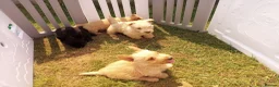 Scottish Terrier dogs for sale: Scottish terrier puppies in Brecon - Advert 2