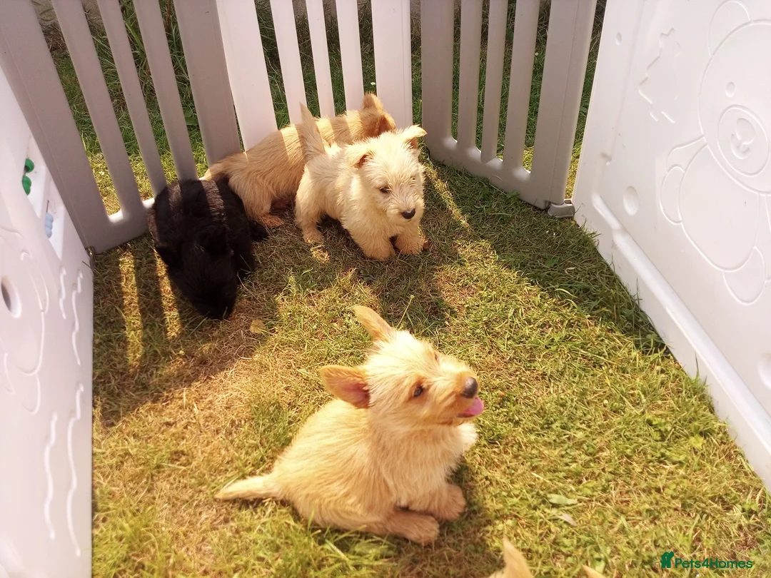 Scottish Terrier dogs for sale: Scottish terrier puppies in Brecon - Advert 2