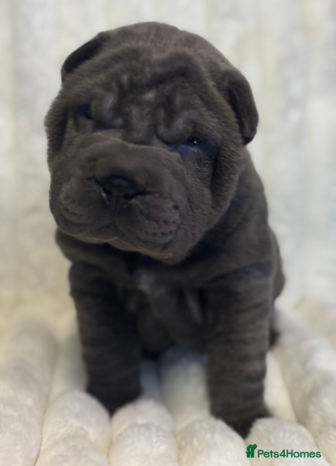 Shar Pei dogs for sale: Sharpei Puppies  - Advert 3