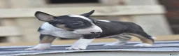 English Bull Terrier dogs for sale: Ready to leave! EBT x MBT - Advert 7