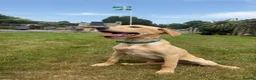 Labrador Retriever dogs for sale: Yellow Labrador Dog Puppy - Advert 4