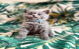 British Shorthair cats for sale: Healthy British shorthair kittens - Image 3