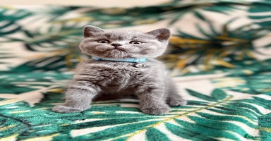 British Shorthair cats - Advert 2