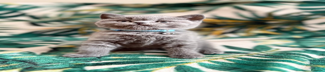 British Shorthair Kitten 2