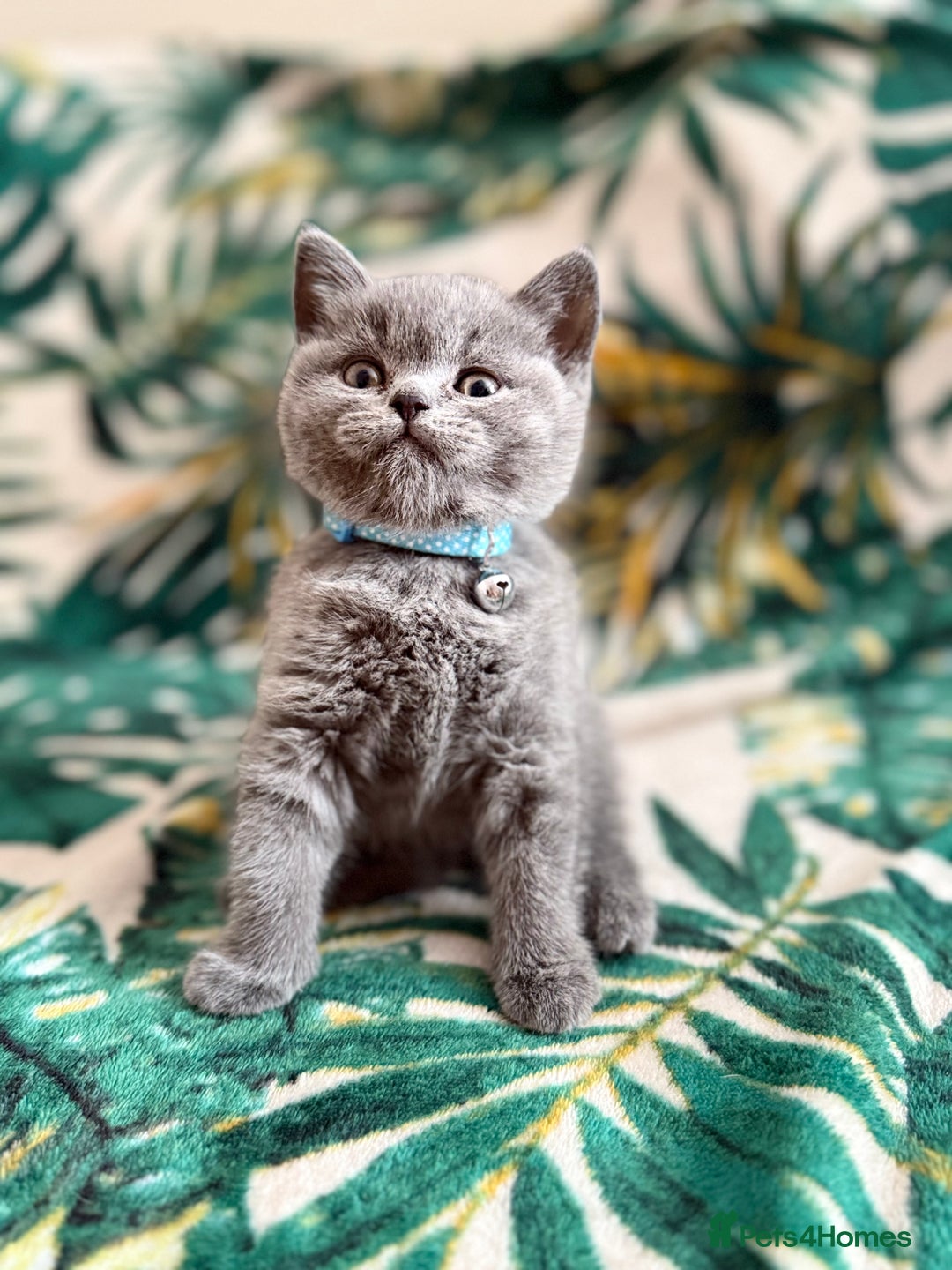 British Shorthair cats for sale: Healthy British shorthair kittens - Image 3
