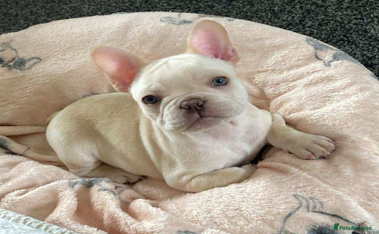 French Bulldog dogs - Advert 1