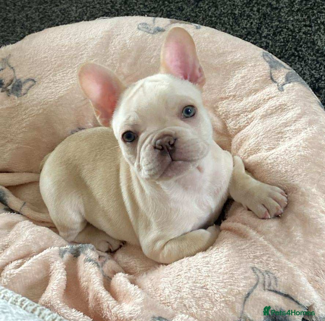 French Bulldog dogs for sale: Last French bulldog puppy - Image 1