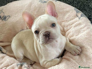 French Bulldog dogs - Advert 8