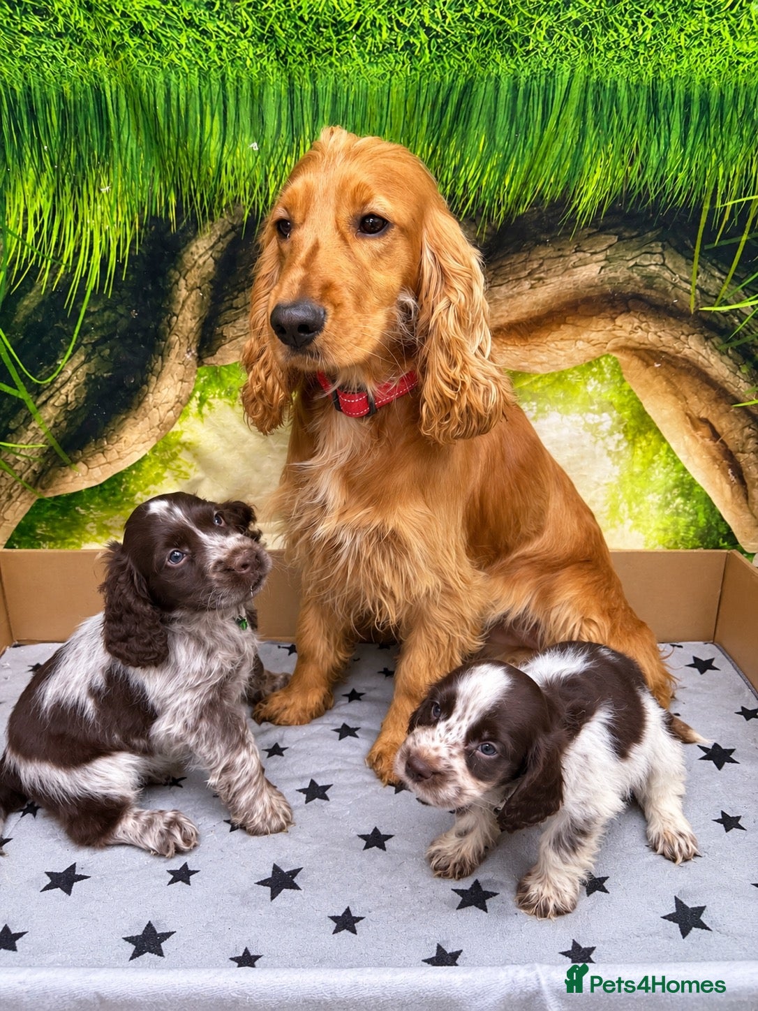Cocker Spaniel dogs Choc Roan Cocker Spaniel Puppies- Dad DNA CLEAR - Advert 2