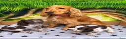 Cocker Spaniel dogs for sale: Choc Roan Cocker Spaniel Puppies- Dad DNA CLEAR - Advert 2
