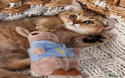 British Shorthair cats for sale: GOLDEN & COLOURPOINT BSH KITTENS, READY TO GO! - Image 8