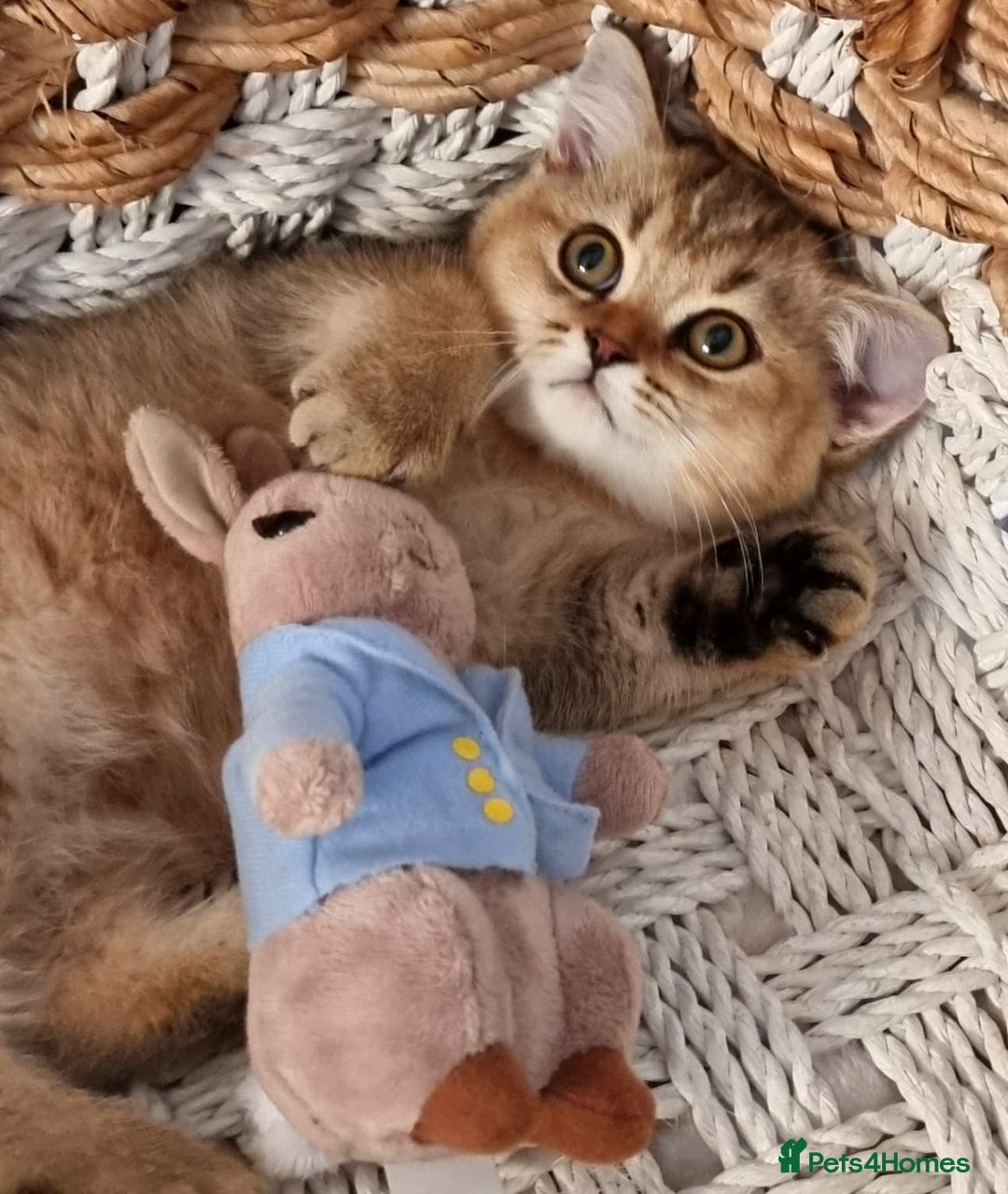 British Shorthair cats for sale: GOLDEN & COLOURPOINT BSH KITTENS, READY TO GO! - Image 8