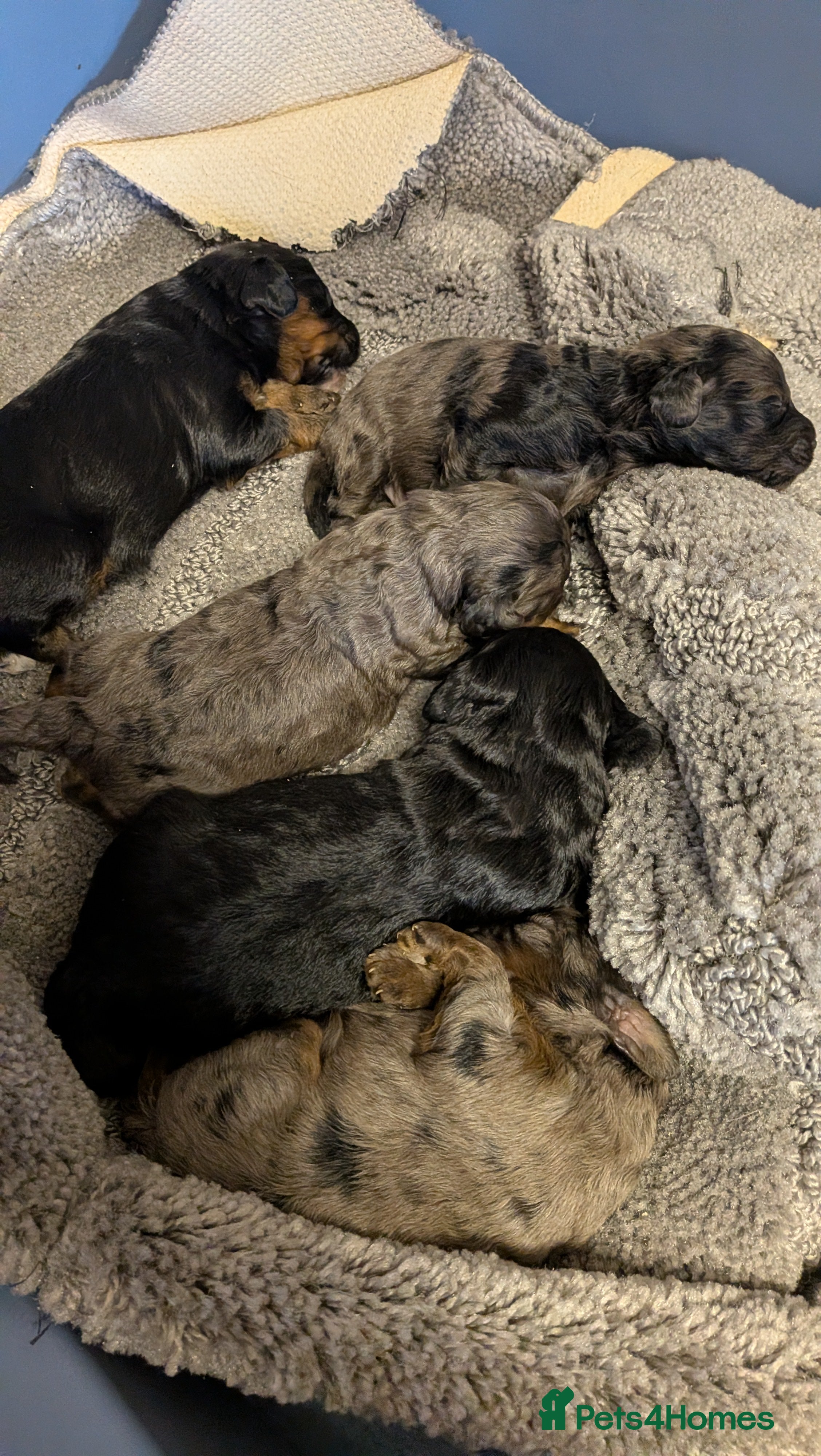 Cockapoo dogs Stunning Toy Cockapoo Puppies - Advert 1