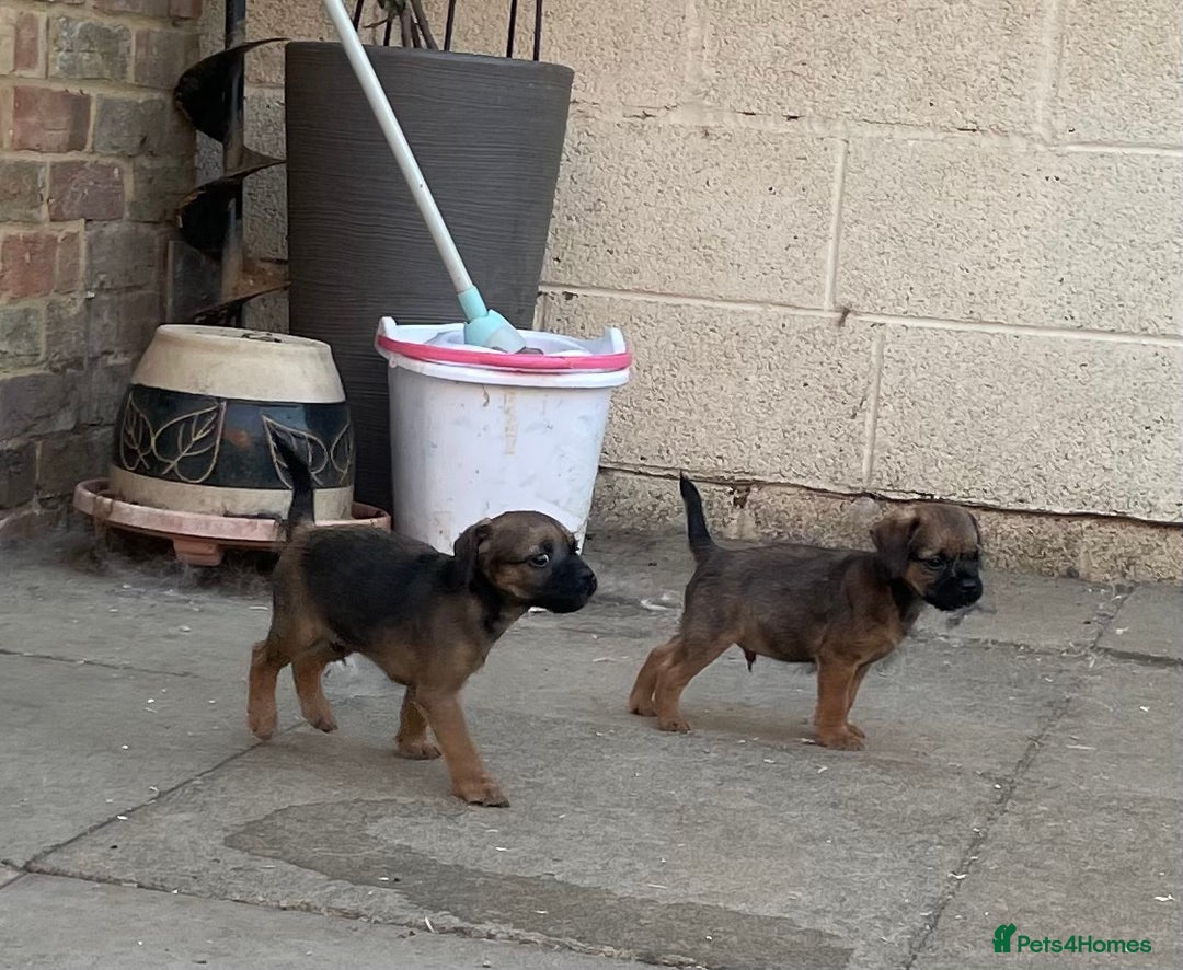 Border Terrier dogs for sale: Border terrier puppy’s  - Image 7