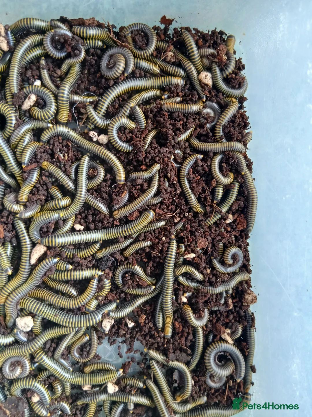 Millipedes invertebrates for sale: Captive Bred Bumblebee Millipedes – Easy Beginner - Advert 2